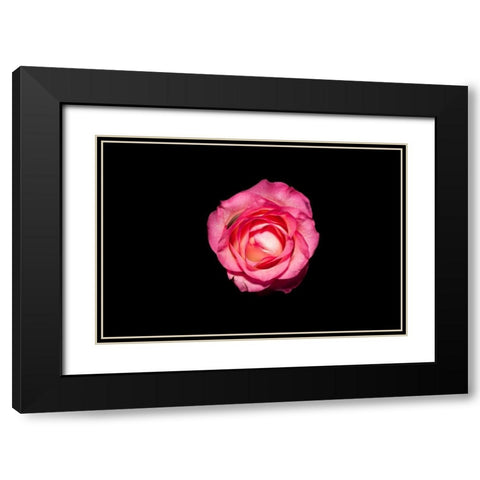 Rose III Black Modern Wood Framed Art Print with Double Matting by Brosius, Volker