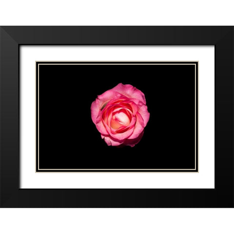 Rose III Black Modern Wood Framed Art Print with Double Matting by Brosius, Volker