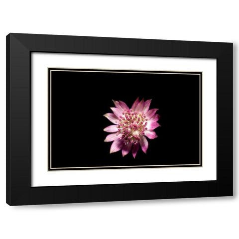 Blute lila Black Modern Wood Framed Art Print with Double Matting by Brosius, Volker