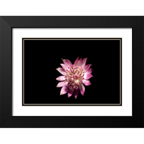 Blute lila Black Modern Wood Framed Art Print with Double Matting by Brosius, Volker