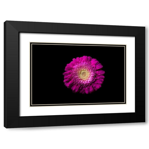 Gerbera lila Black Modern Wood Framed Art Print with Double Matting by Brosius, Volker