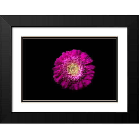 Gerbera lila Black Modern Wood Framed Art Print with Double Matting by Brosius, Volker