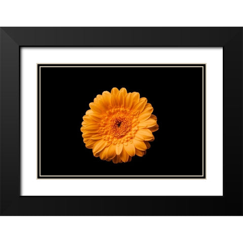 Gerbera gelb Black Modern Wood Framed Art Print with Double Matting by Brosius, Volker
