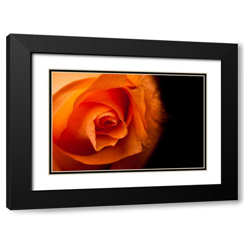 Rose gelb I Black Modern Wood Framed Art Print with Double Matting by Brosius, Volker