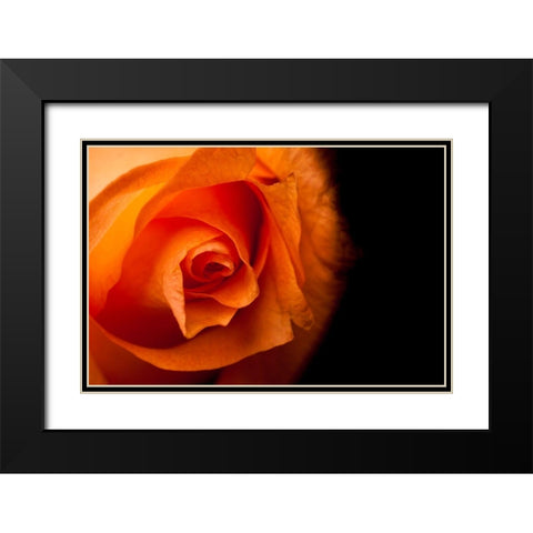 Rose gelb I Black Modern Wood Framed Art Print with Double Matting by Brosius, Volker