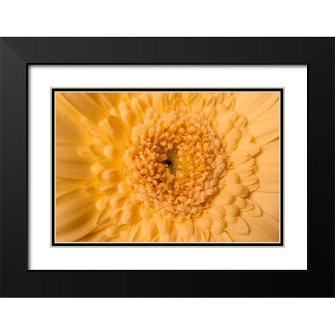 Gerbera nah Black Modern Wood Framed Art Print with Double Matting by Brosius, Volker