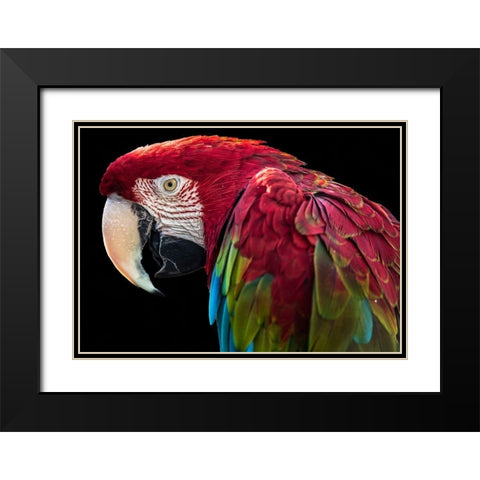 Ara Parrot Black Modern Wood Framed Art Print with Double Matting by Ronin