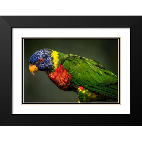 Green Bird Black Modern Wood Framed Art Print with Double Matting by Ronin