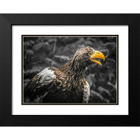 Stellar Eagle Black Modern Wood Framed Art Print with Double Matting by Ronin