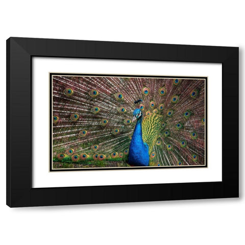 The Peacock Black Modern Wood Framed Art Print with Double Matting by Ronin
