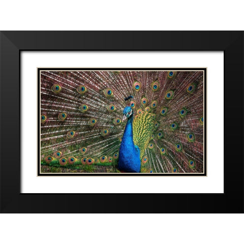 The Peacock Black Modern Wood Framed Art Print with Double Matting by Ronin