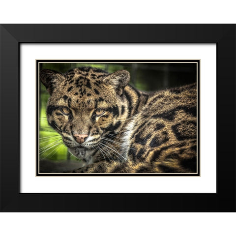 The Nevel Panther Black Modern Wood Framed Art Print with Double Matting by Ronin