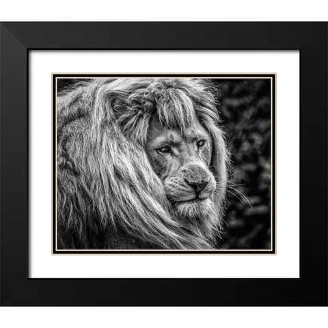 the male Lion Black Modern Wood Framed Art Print with Double Matting by Ronin
