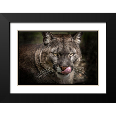 The Puma Black Modern Wood Framed Art Print with Double Matting by Ronin