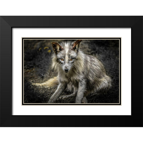 Silver Fox Black Modern Wood Framed Art Print with Double Matting by Ronin