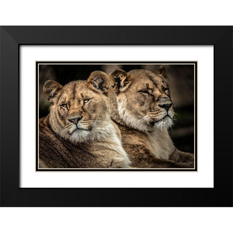 Lionesses Black Modern Wood Framed Art Print with Double Matting by Ronin