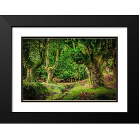 Otzarreta Forest II Black Modern Wood Framed Art Print with Double Matting by Ronin