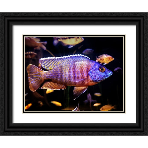 Aquarium Fish 1 Black Ornate Wood Framed Art Print with Double Matting by Lee, Rachel