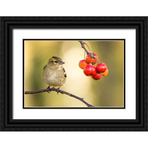 Bird 1 Black Ornate Wood Framed Art Print with Double Matting by Lee, Rachel