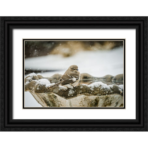 Bird 12 Black Ornate Wood Framed Art Print with Double Matting by Lee, Rachel