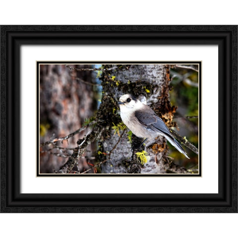 Bird 13 Black Ornate Wood Framed Art Print with Double Matting by Lee, Rachel