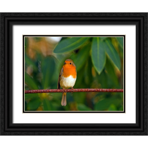 Bird 17 Black Ornate Wood Framed Art Print with Double Matting by Lee, Rachel