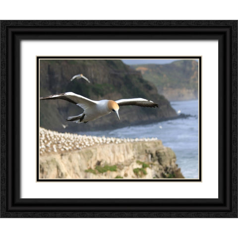 Bird 19 Black Ornate Wood Framed Art Print with Double Matting by Lee, Rachel