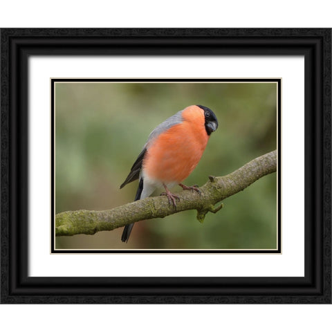 Bird 2 Black Ornate Wood Framed Art Print with Double Matting by Lee, Rachel