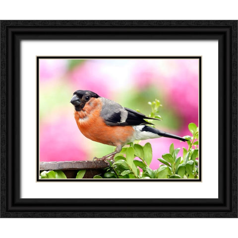 Bird 23 Black Ornate Wood Framed Art Print with Double Matting by Lee, Rachel