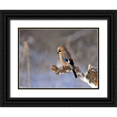 Bird 25 Black Ornate Wood Framed Art Print with Double Matting by Lee, Rachel