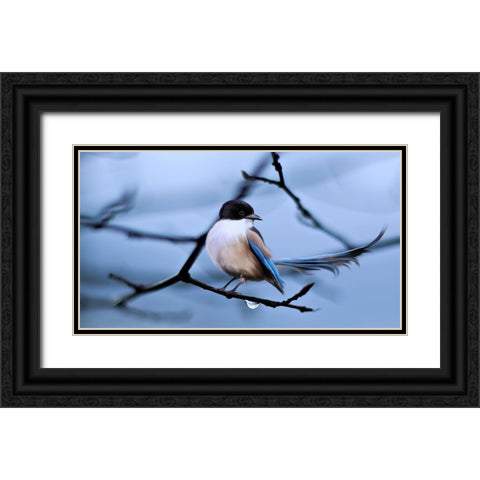 Bird 30 Black Ornate Wood Framed Art Print with Double Matting by Lee, Rachel