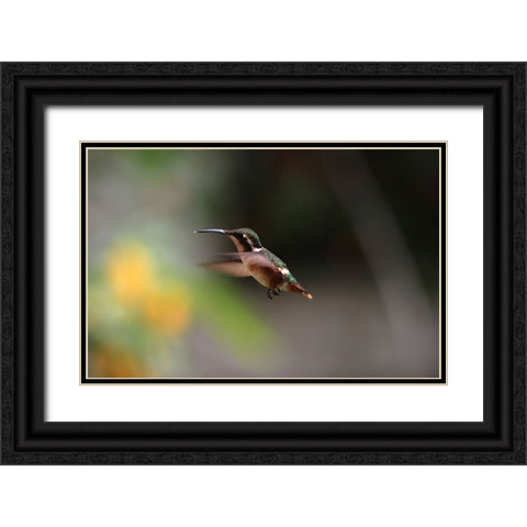 Bird 31 Black Ornate Wood Framed Art Print with Double Matting by Lee, Rachel