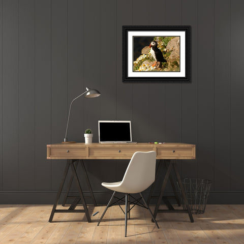 Bird 32 Black Ornate Wood Framed Art Print with Double Matting by Lee, Rachel