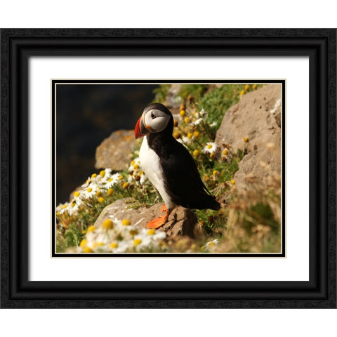 Bird 32 Black Ornate Wood Framed Art Print with Double Matting by Lee, Rachel
