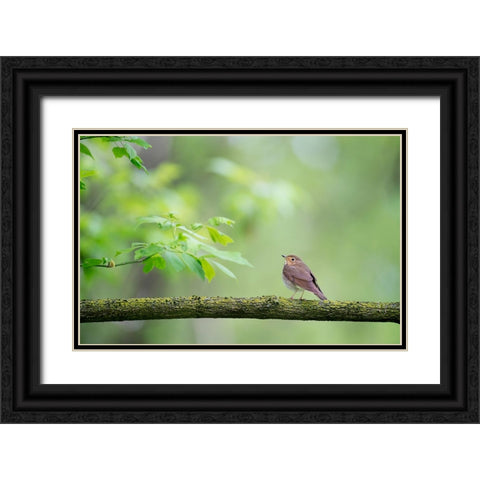 Bird 37 Black Ornate Wood Framed Art Print with Double Matting by Lee, Rachel