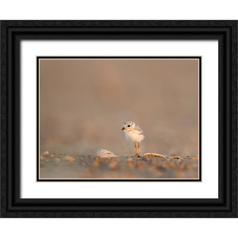 Bird 39 Black Ornate Wood Framed Art Print with Double Matting by Lee, Rachel