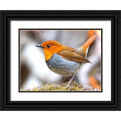 Bird 4 Black Ornate Wood Framed Art Print with Double Matting by Lee, Rachel