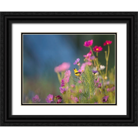 Bird 40 Black Ornate Wood Framed Art Print with Double Matting by Lee, Rachel