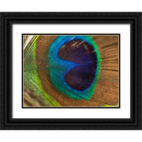 Bird 43 Black Ornate Wood Framed Art Print with Double Matting by Lee, Rachel