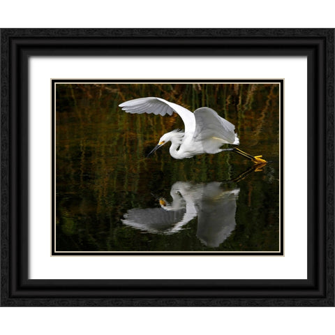 Bird 46 Black Ornate Wood Framed Art Print with Double Matting by Lee, Rachel