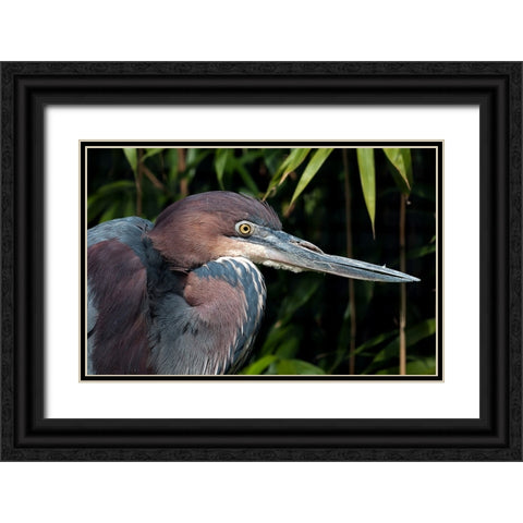 Bird 47 Black Ornate Wood Framed Art Print with Double Matting by Lee, Rachel