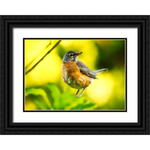 Bird 52 Black Ornate Wood Framed Art Print with Double Matting by Lee, Rachel