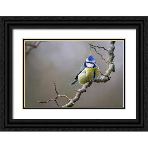 Bird 53 Black Ornate Wood Framed Art Print with Double Matting by Lee, Rachel