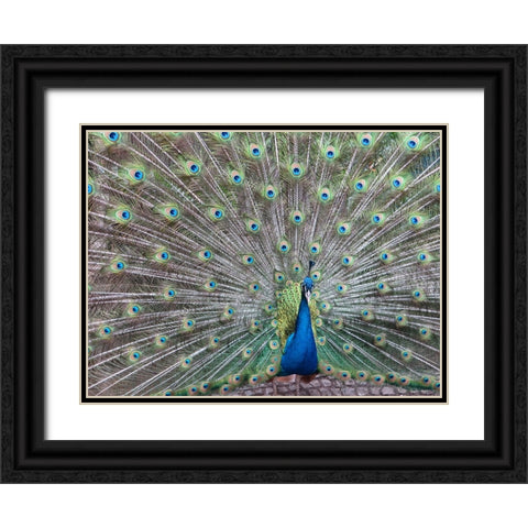 Bird 54 Black Ornate Wood Framed Art Print with Double Matting by Lee, Rachel