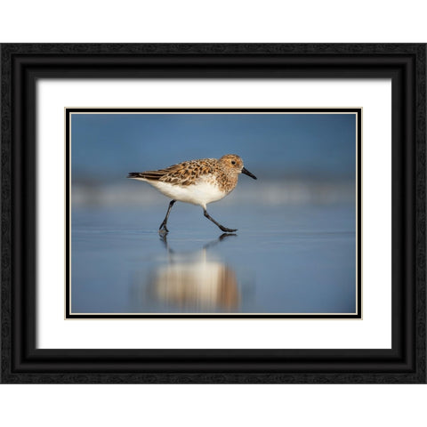 Bird 55 Black Ornate Wood Framed Art Print with Double Matting by Lee, Rachel