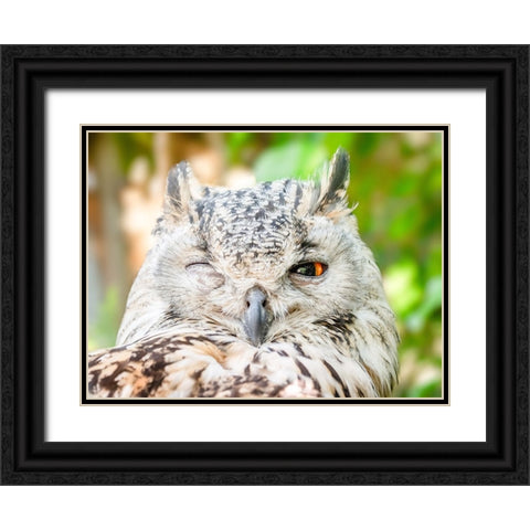 Bird 56 Black Ornate Wood Framed Art Print with Double Matting by Lee, Rachel