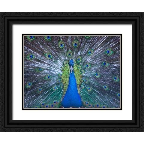 Bird 57 Black Ornate Wood Framed Art Print with Double Matting by Lee, Rachel