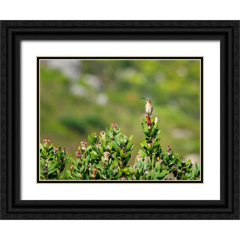 Bird 58 Black Ornate Wood Framed Art Print with Double Matting by Lee, Rachel