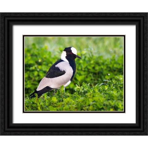 Bird 59 Black Ornate Wood Framed Art Print with Double Matting by Lee, Rachel