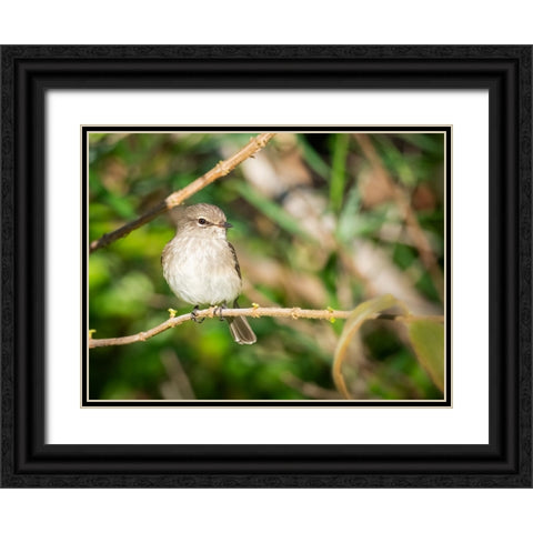 Bird 61 Black Ornate Wood Framed Art Print with Double Matting by Lee, Rachel